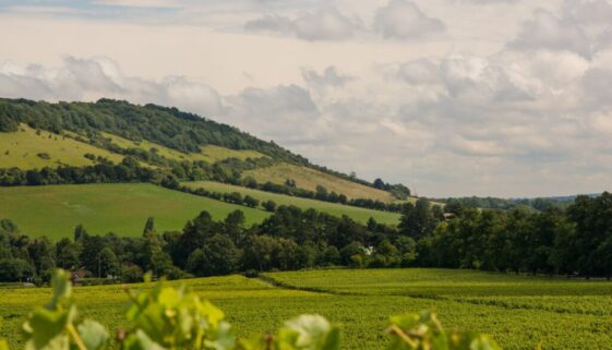 View of the Surrey Hills from Box Hill, one of the best countryside walks from Caterham Valley